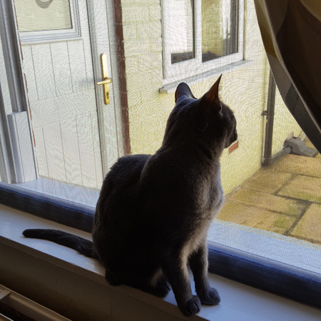 Cat Proof Window Screen 100 x 100 cm, image 10