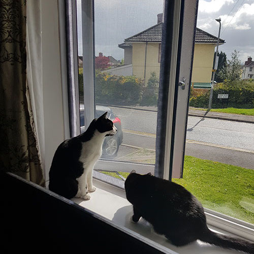 Cat Proof Window Screen 100 x 100 cm, image 11